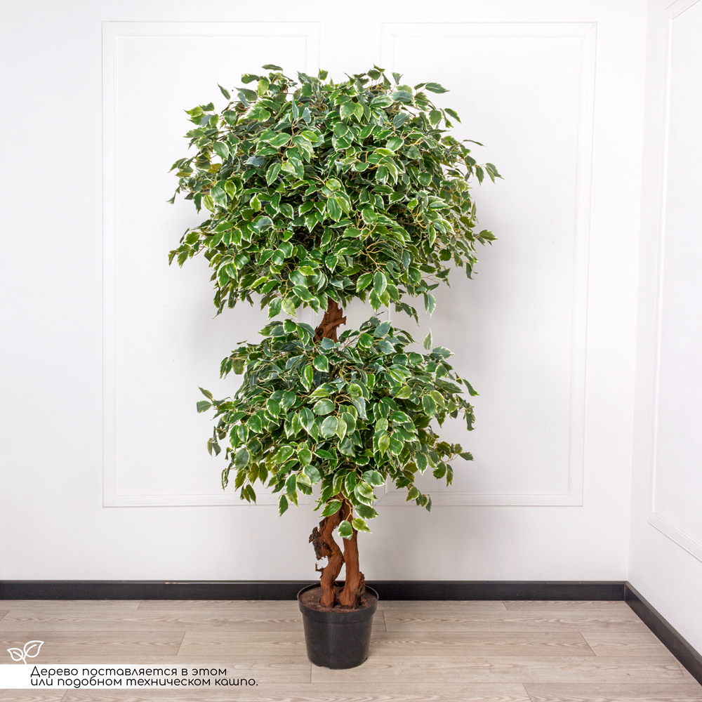 200/2К/ОС/23М(з) Фикус Бенджамина искусственный h200см(латекс)_1