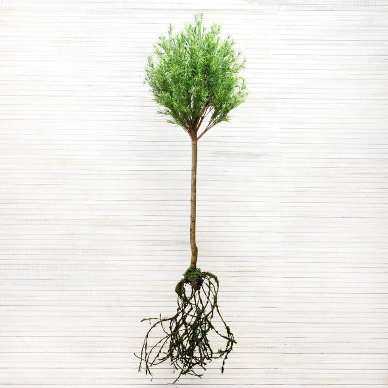 КД120/202(з) Дерево декор узк.лист с корнями