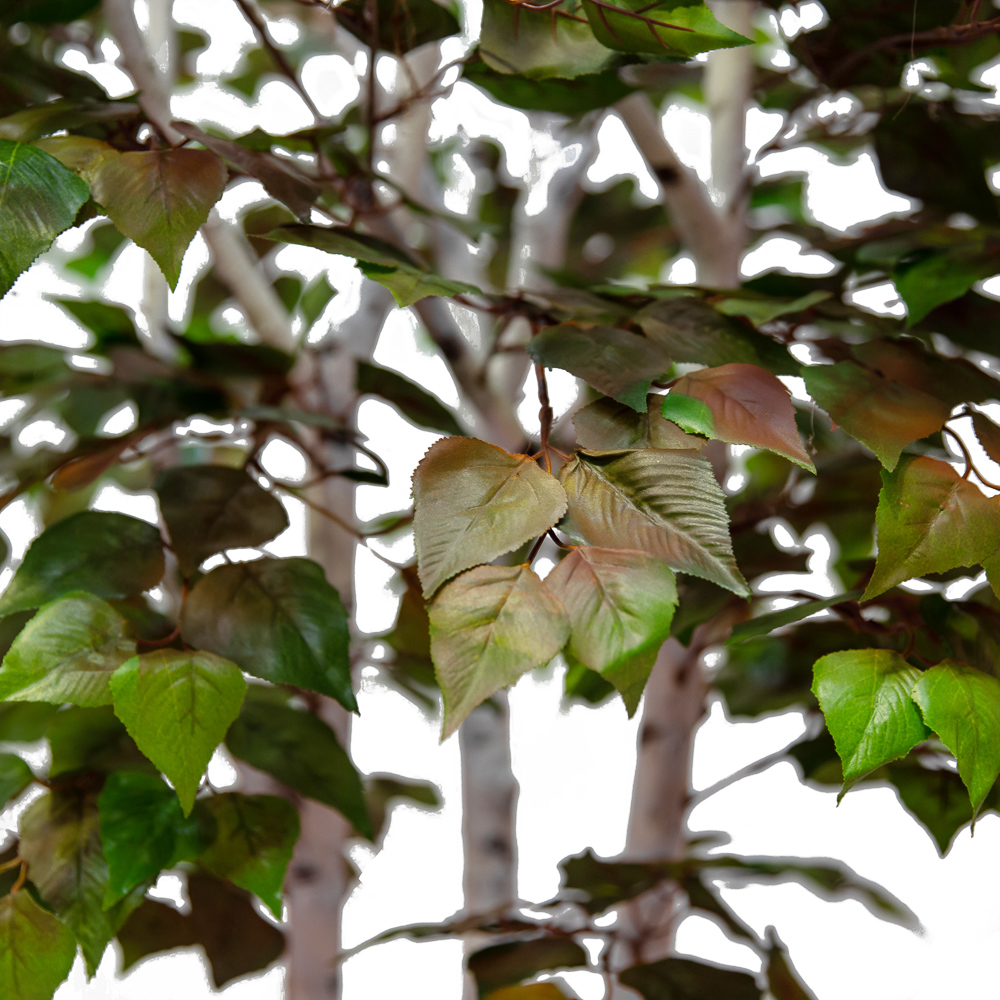 170/Р/12М-1 Береза 170см_3