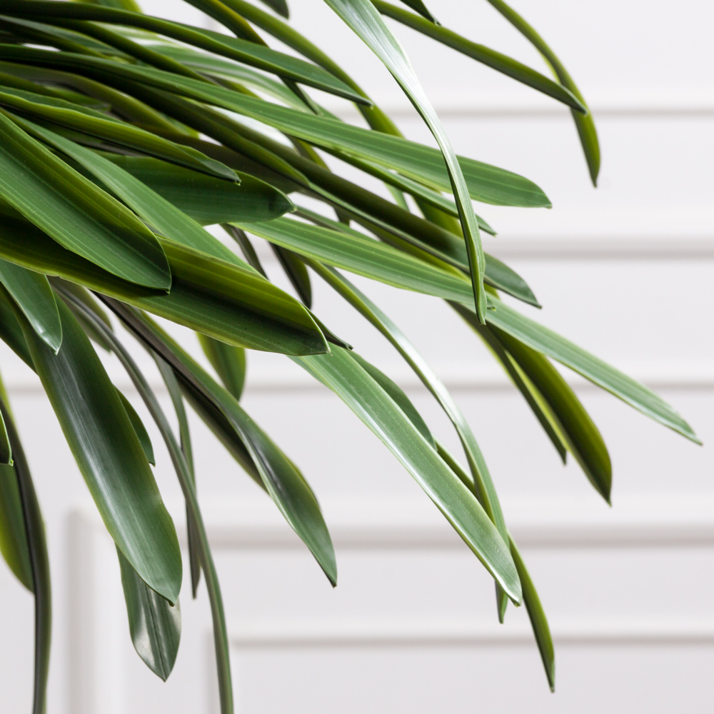 250/3К/608(з)(F) Драцена искусственная h250см, d120см_6