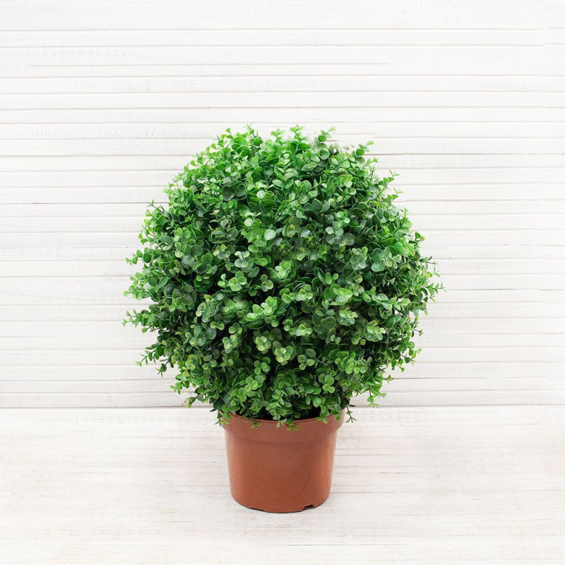 СШ40/228-5 Самшит-шар Эвкал.