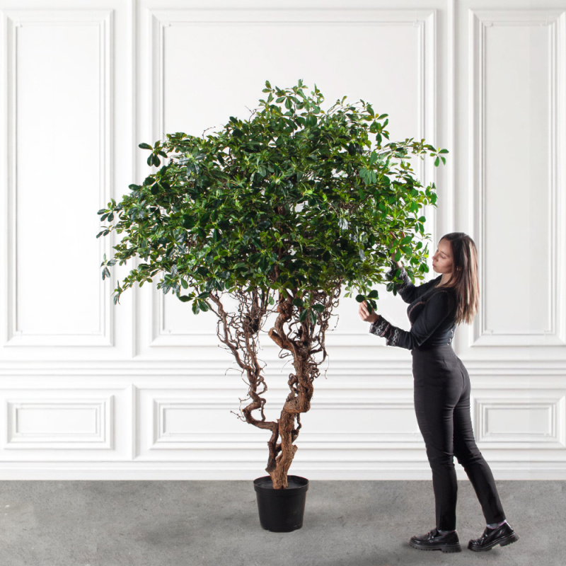 240/ДД/5344(з)(F) Шеффлера искусственная  h240см d180(латекс)_1