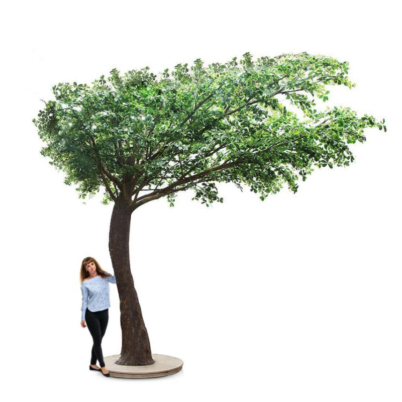 430/РН/84(з.) Шеффлера (латекс) h430, d540см_