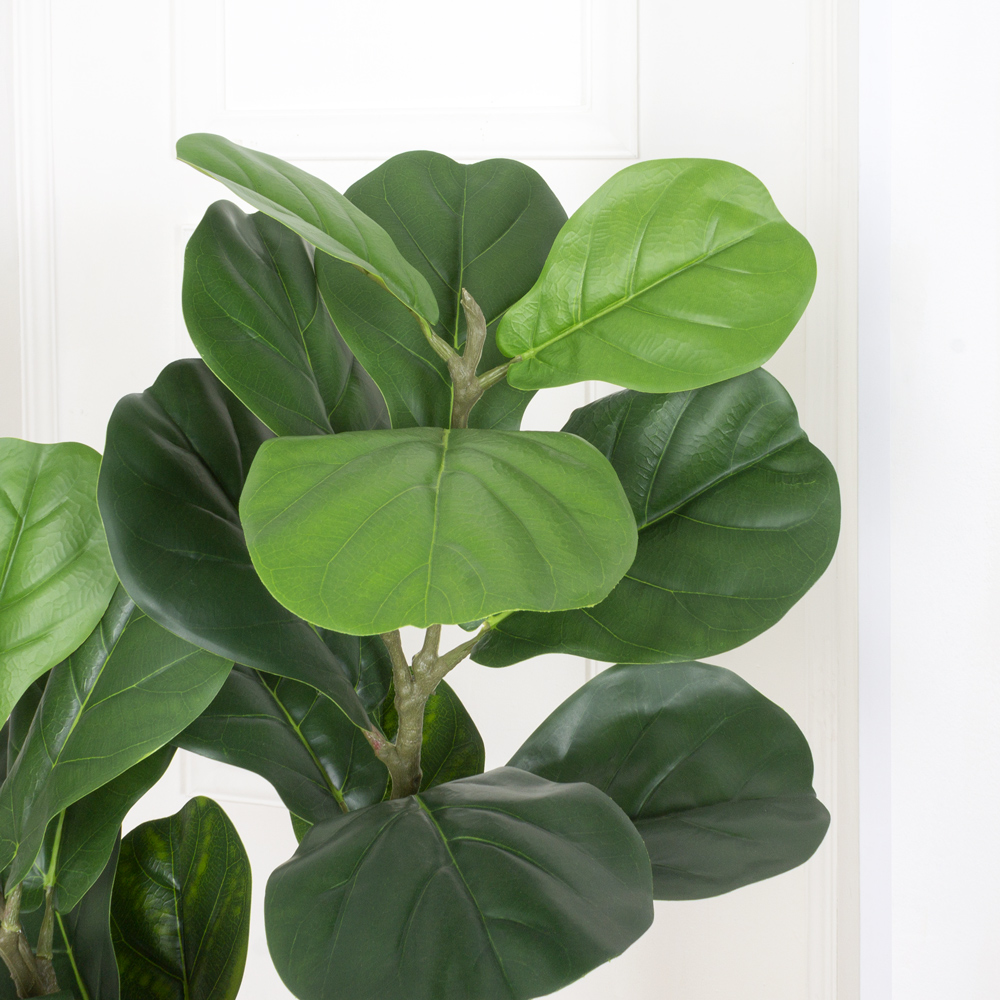 120/К/428(Х)(Fix) Фикус Лирата h120см_8