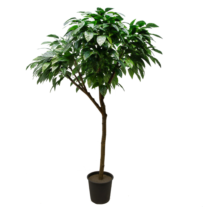 240/РН/200(з.) Дерево манго без плодов h240см