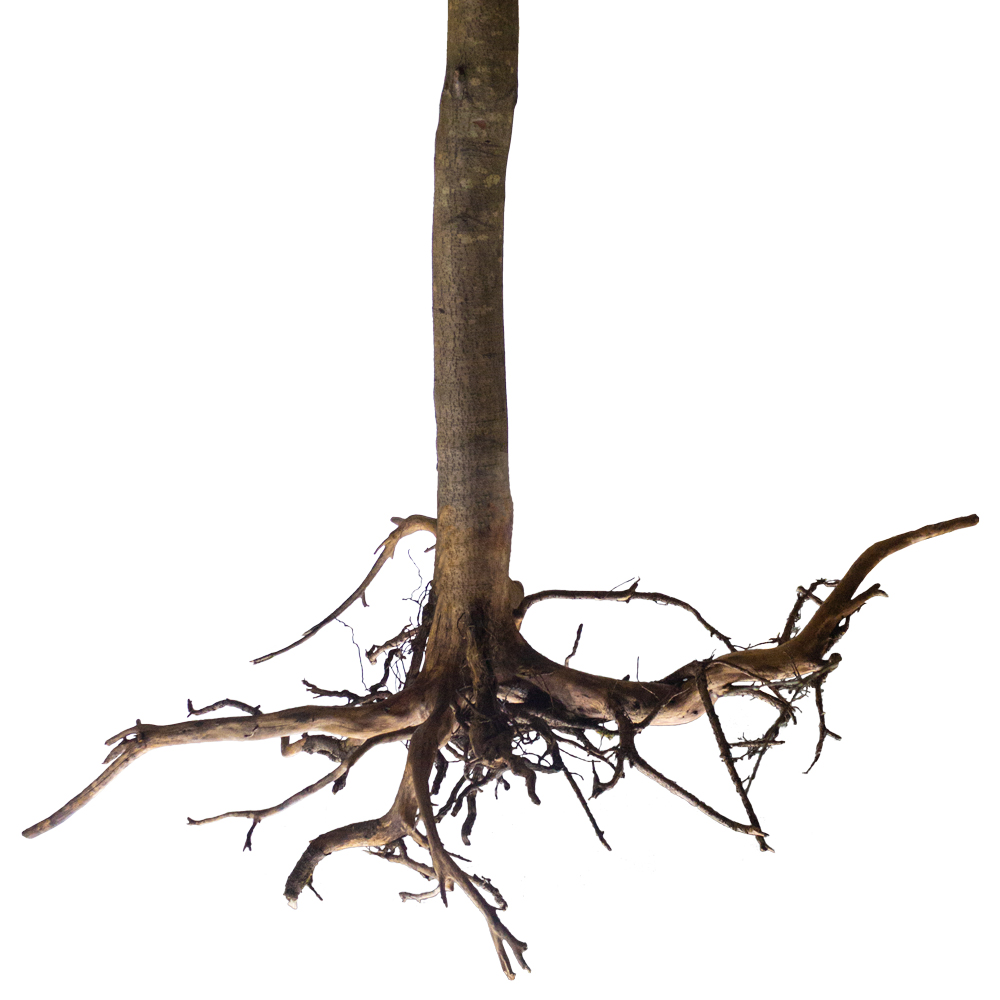 600Разб/РН/34(з.) Фикус искусственный h600см_4