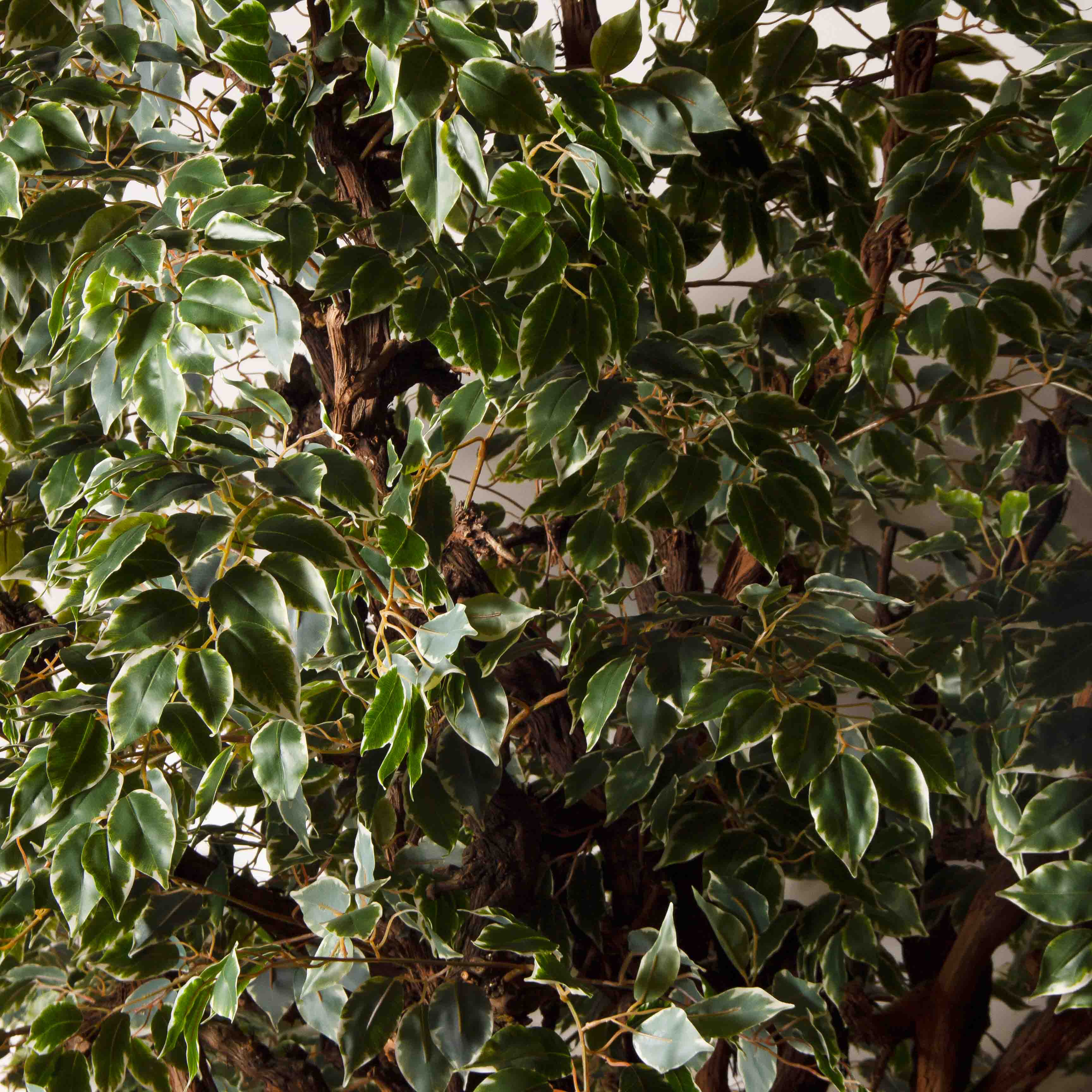 320/ОС/АСС/17(Пр)(F)Фикус Бенджамина искусственный h320см_7