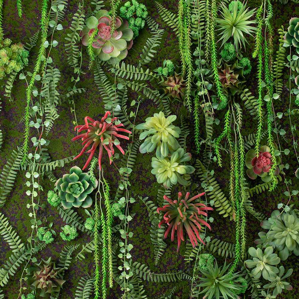 Фитокартина 02 с суккулентами в раме 100xh123_2