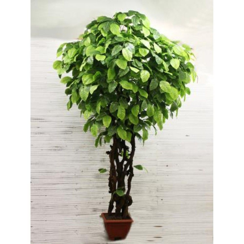 300/ОС/81 Камфора пестрая (ориг.ст. 300 см)