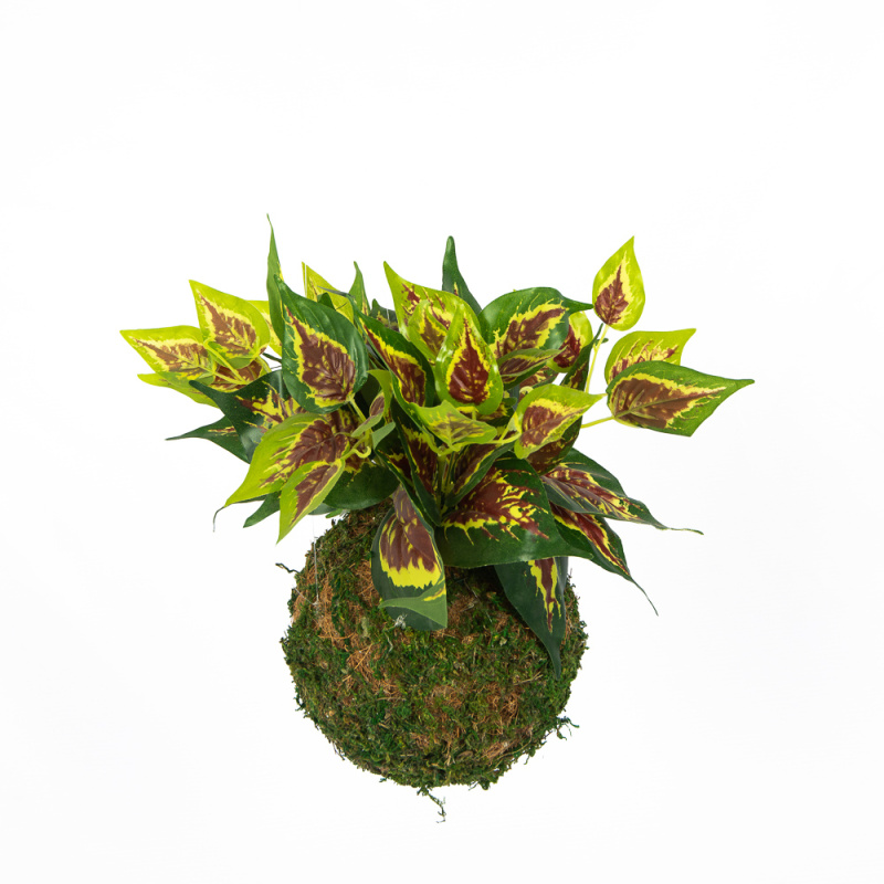 ККД30/205 Кокедама d-15 