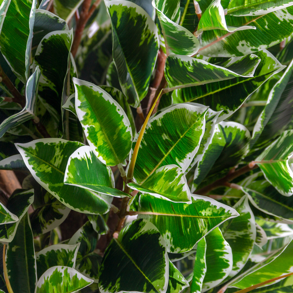 180/РН/419(з)(F) Фикус Эластика Тинеке искусственный h180см d90см, латекс_3