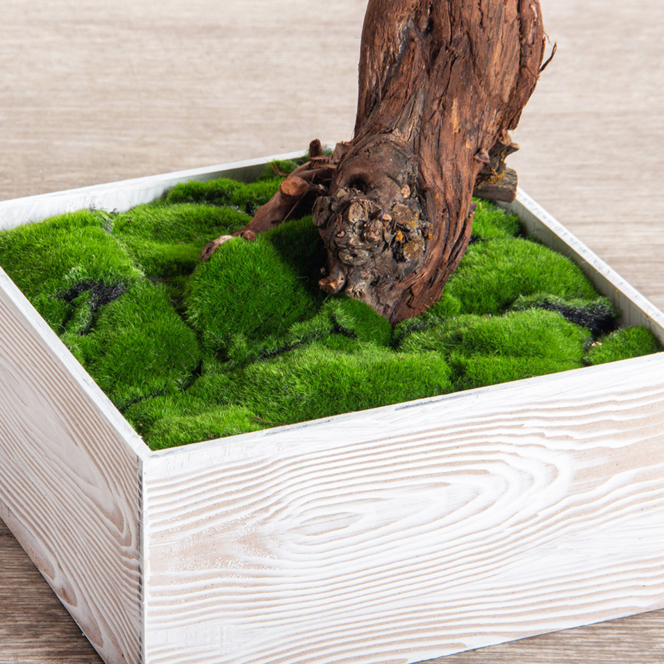 БС150/ОС/30-8(з)(Пр)(F) Бонсай искусственный Сосна h150см в деревянном ящике 25х25х12см_6