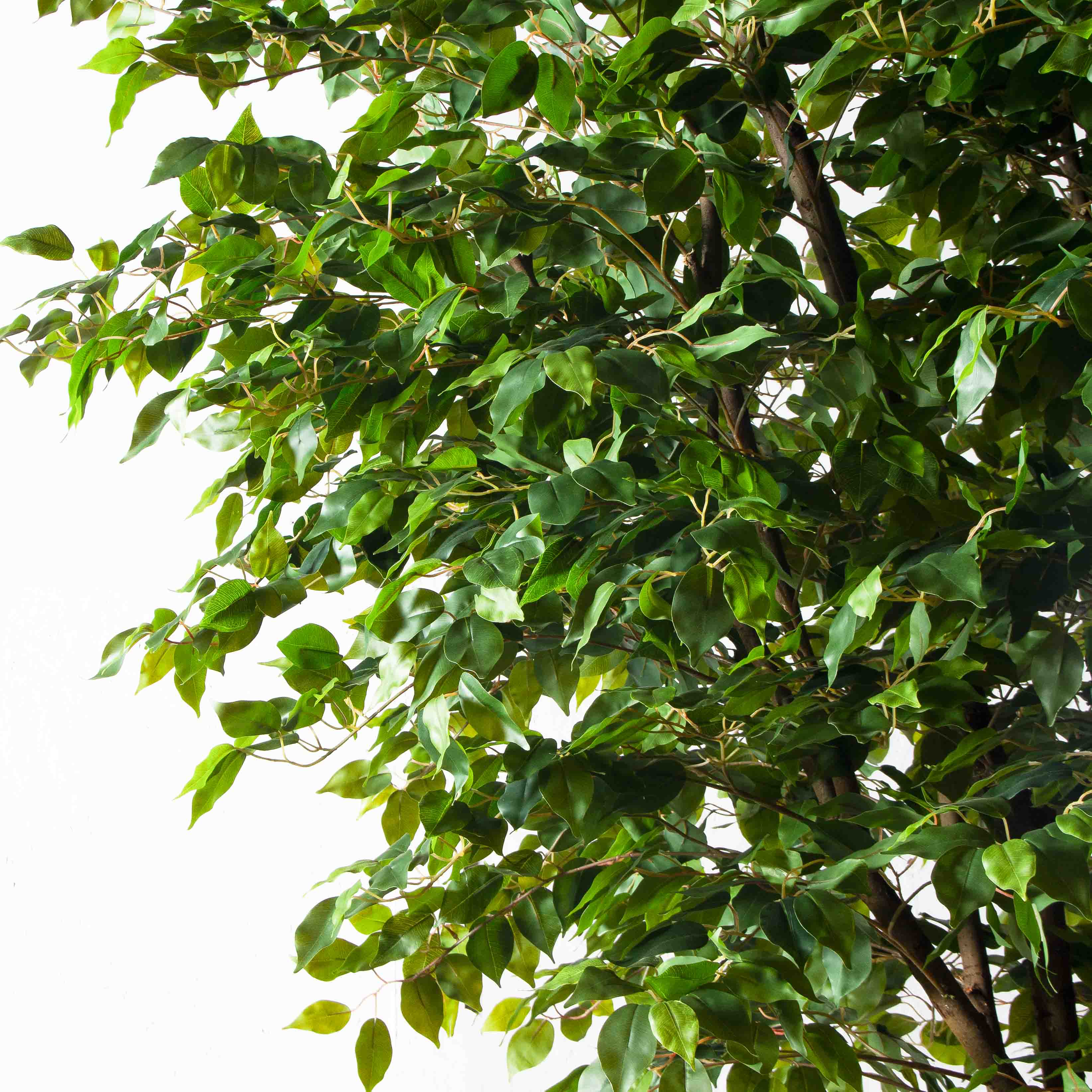 270/РН/34(з)(Пр)(F) Фикус искусственный h270см,d230см, латекс_4