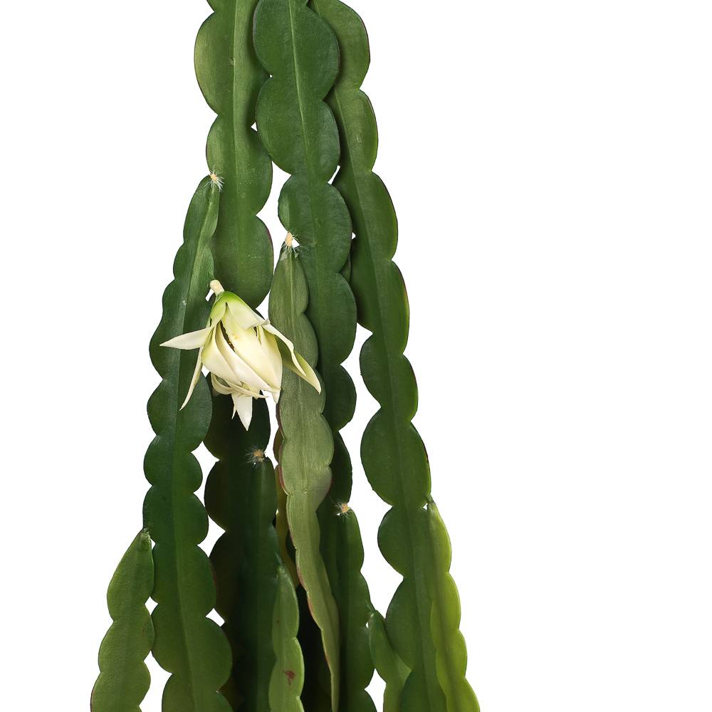 403/0590С Куст Эпифилум ампельный искусственный 80см_2