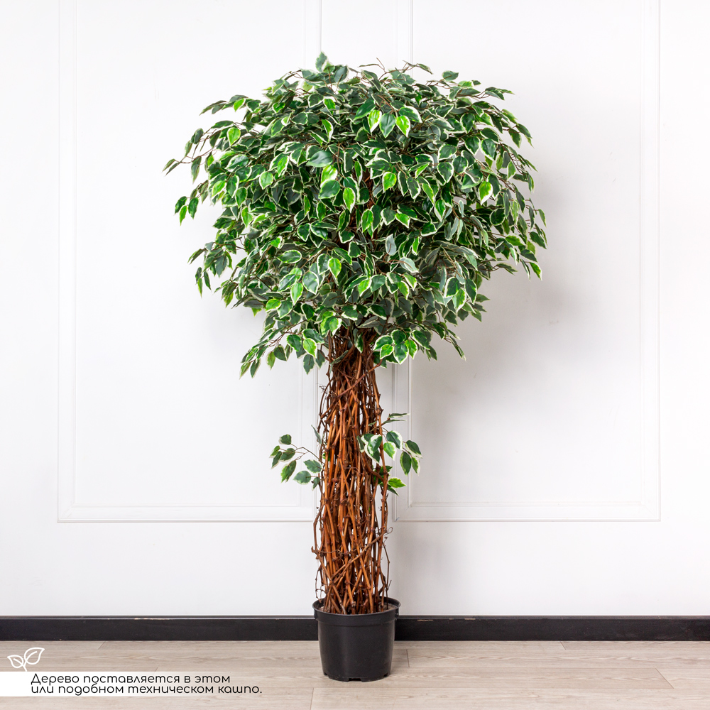 180/ССТК/ВП/17 Фикус Бенджамина искусственный h180см (латекс)_1