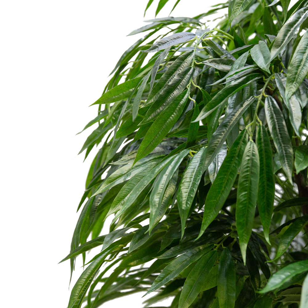 220/ССТ/ПЛ/219 Лонгифолия h220см(латекс)_3