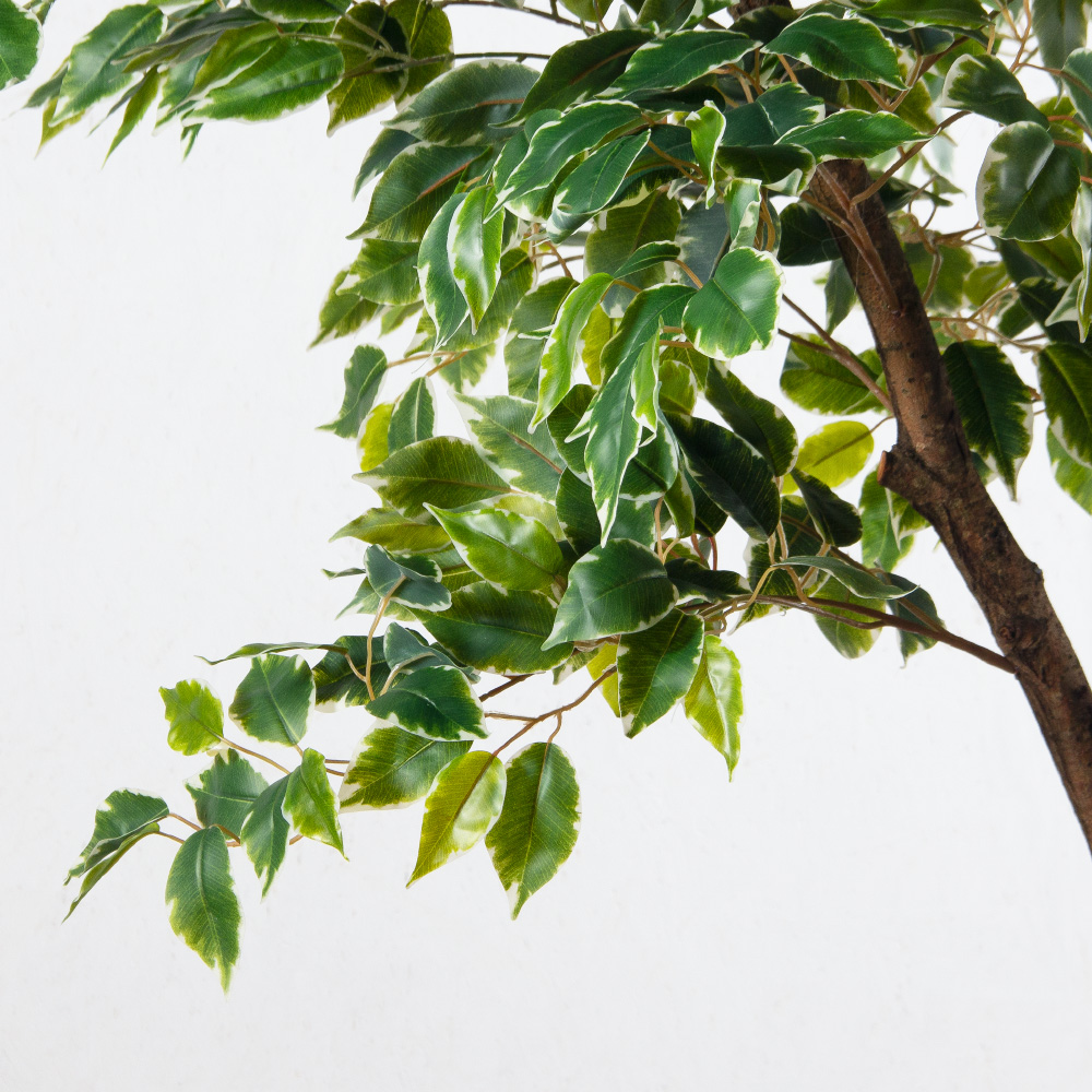 300/РН/17(Пр)(F) Фикус Бенджамина искусственный h300см (латекс)_7