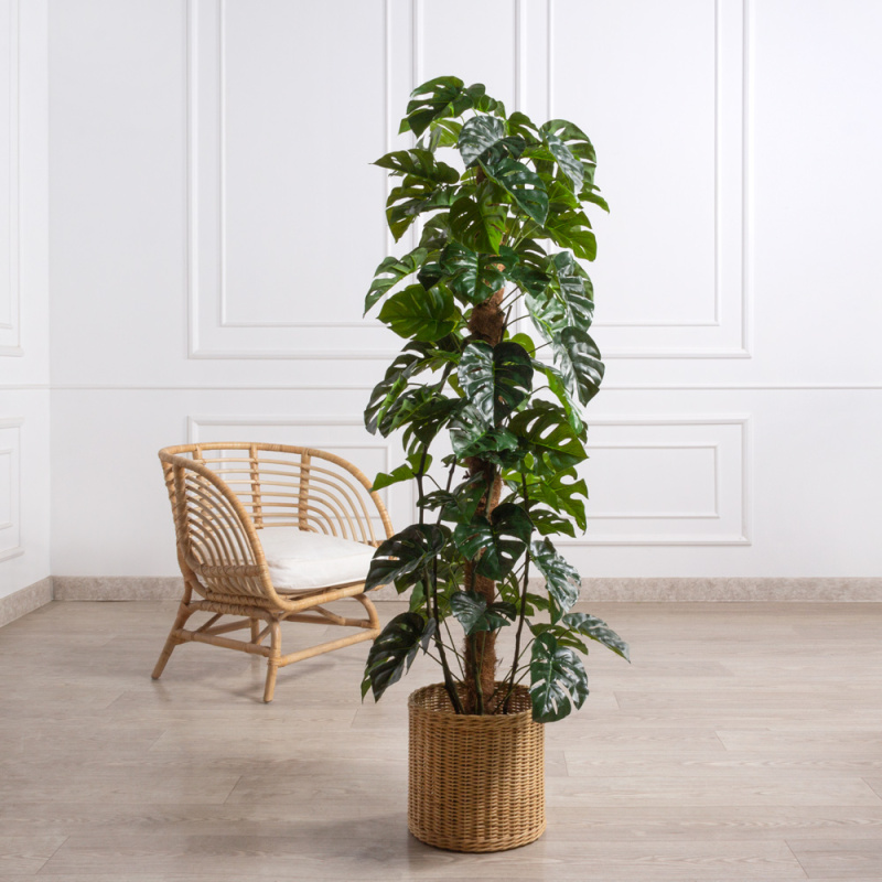 К150/215(F) Монстера искусственная h150см (латекс) в кашпо