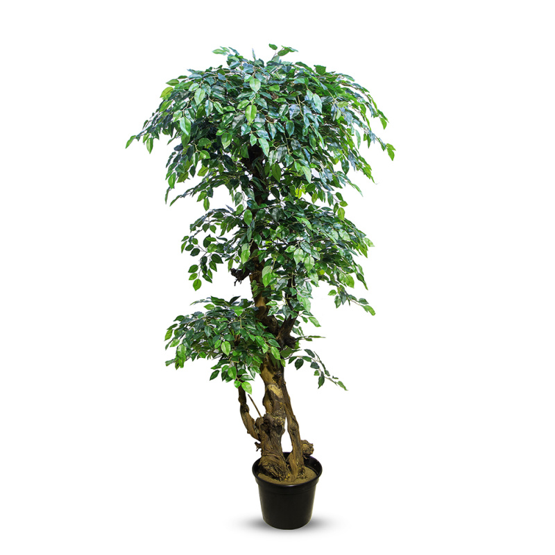 180/Я3/ОС/34-2(з) Фикус h-180см (латекс)_1