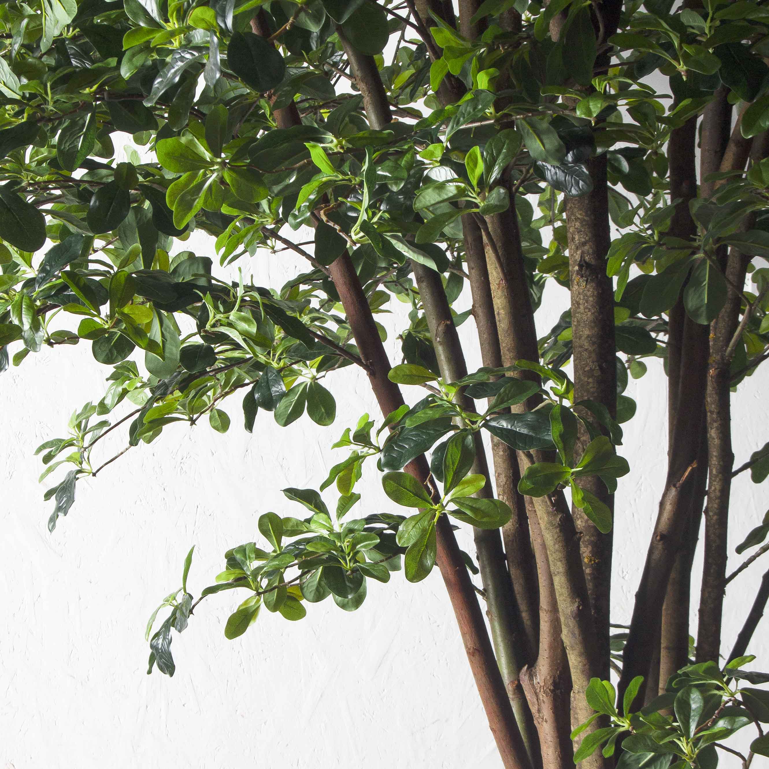 320/РН/84(з)(F) Шеффлера искусственная h320см (латекс)_5