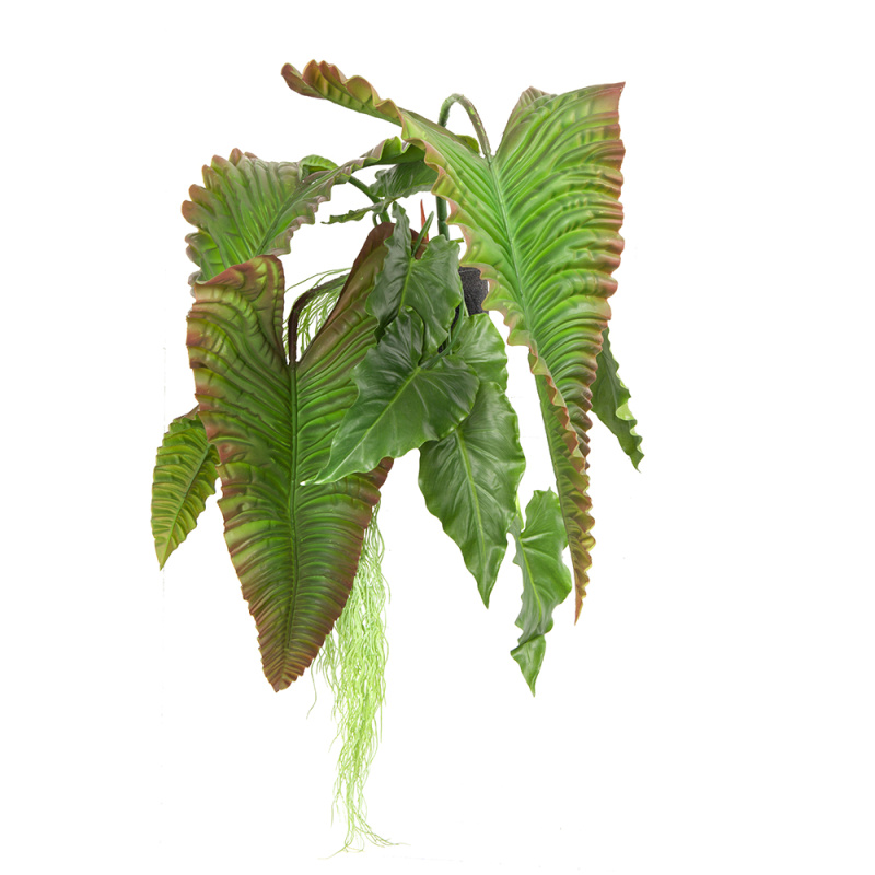 БК 18 Композиция с каладиумом гигантом на блоке 15*h10