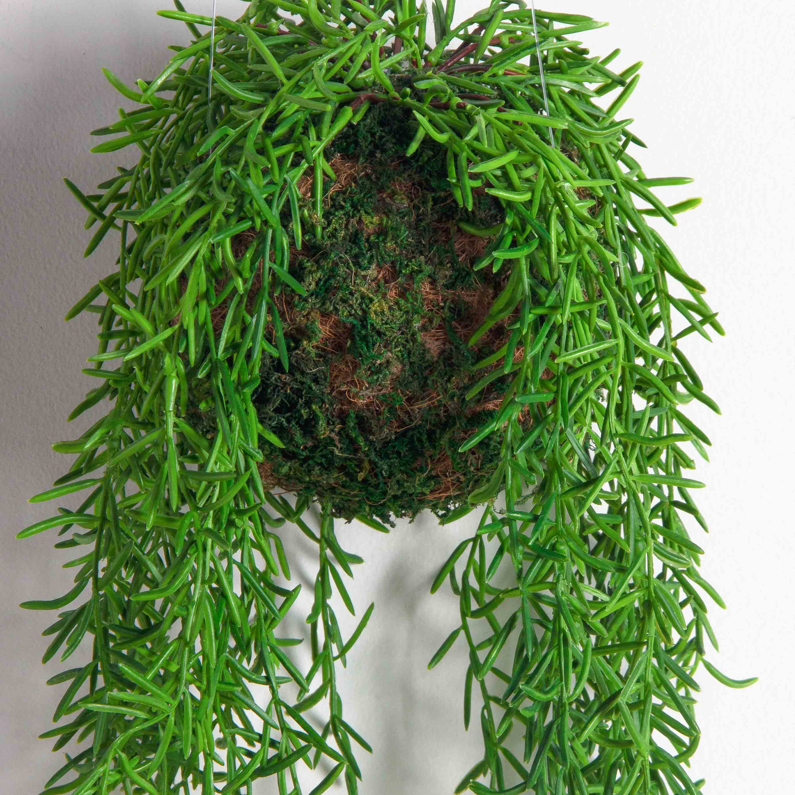 ККД35/209(з.)(F) Кокедама с ампельным аспарагусом на шаре d15см_2