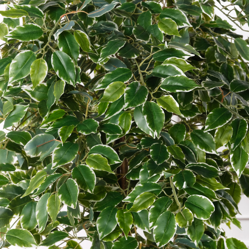 180/УК/23М(Пр)(F) Фикус Бенджамина Старлайт искусственный h180см_3