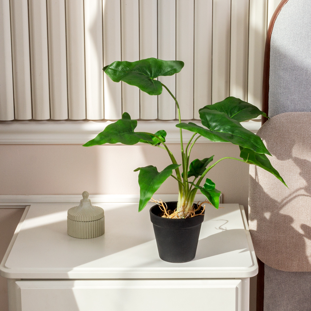 ЦС213(F) Алоказия искусственная,  зеленая_1