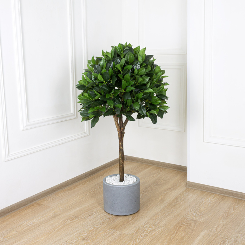 120/Ш/190(з.) Лавр камфорный h120см(латекс)_4