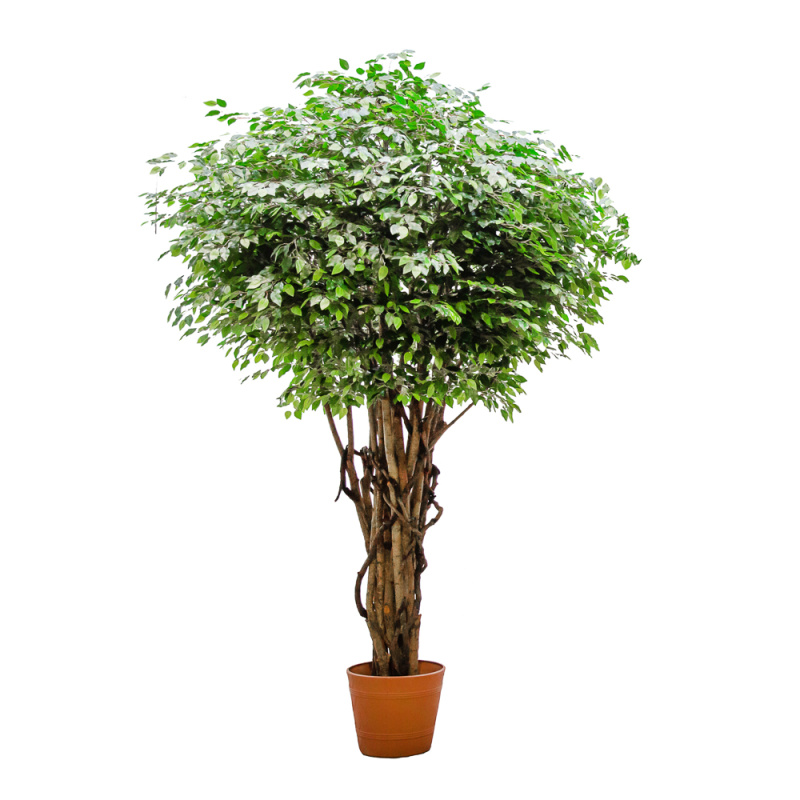 300/РН/34-10(з.) Фикус h300см (латекс)