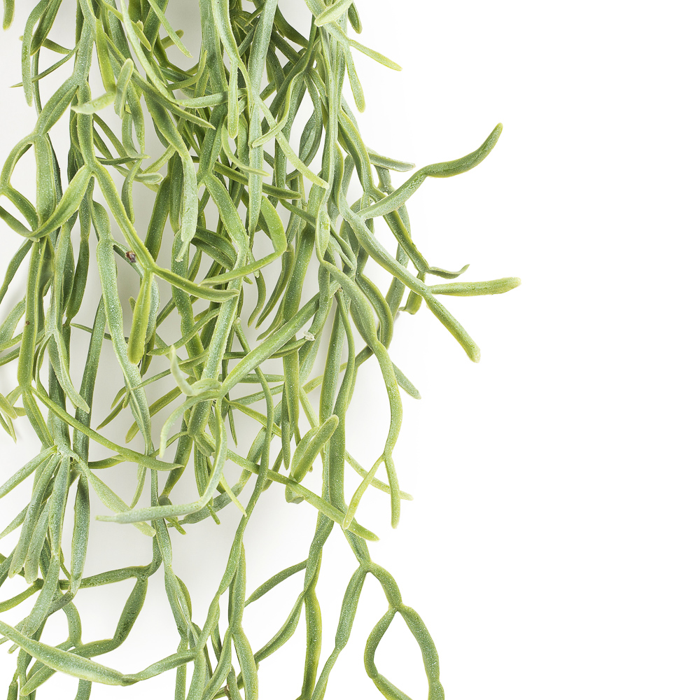 КС87-1 Рипсалис патина ампельная в кашпо_2