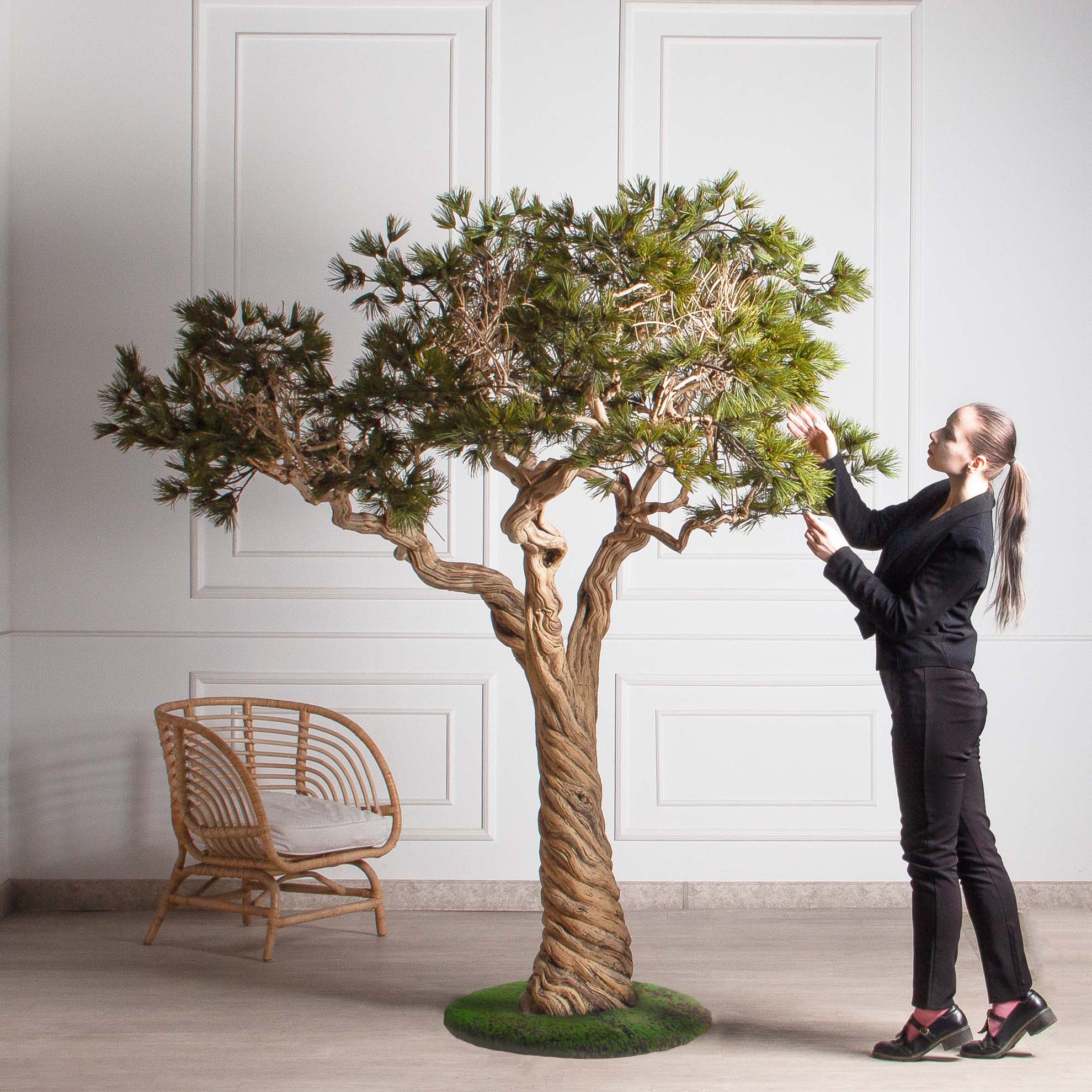 Сосна разборная