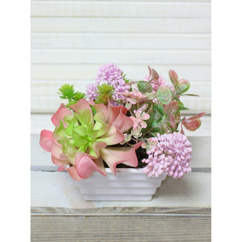 СКК05-1 Суккуленты