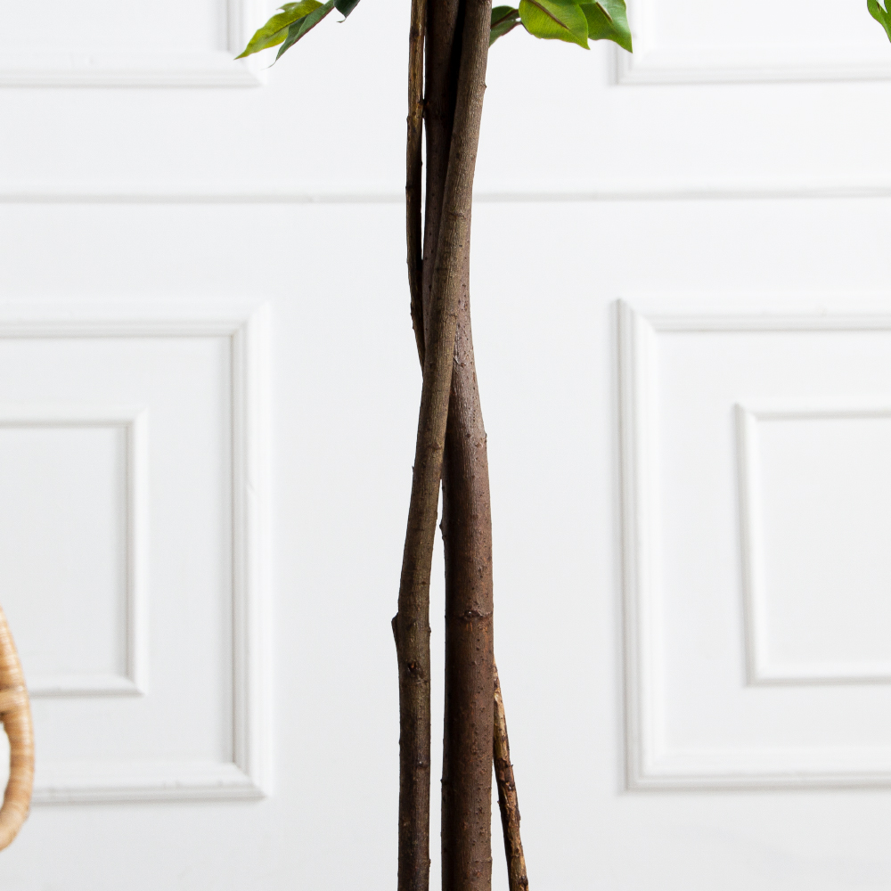 180/РН/ЭК/34(Пр)(F) Фикус искусственный h180см,(латекс)_5