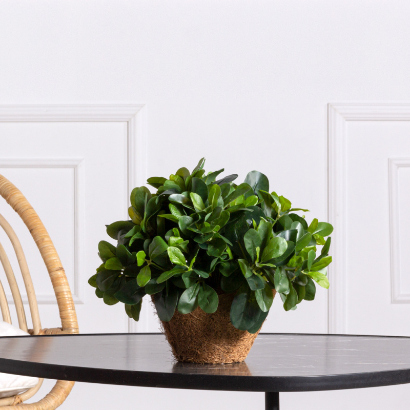 ЦС85/1(з) Питтоспорум искусственный в круглом кокосовом кашпо d15xh10см