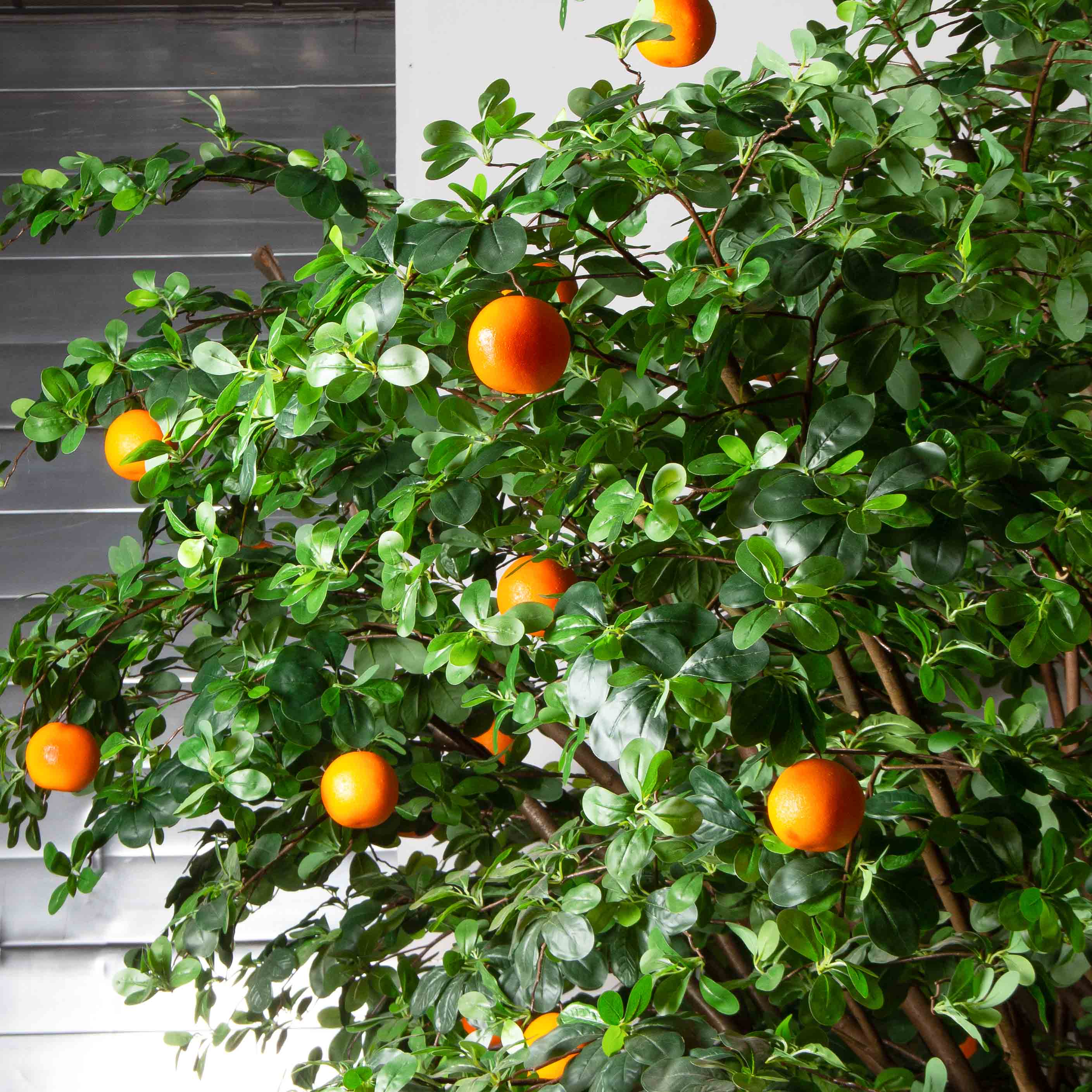 300/РН/84-1(з)(F) Шефлера искусственная h300см d330 на основании d75см, латекс_5