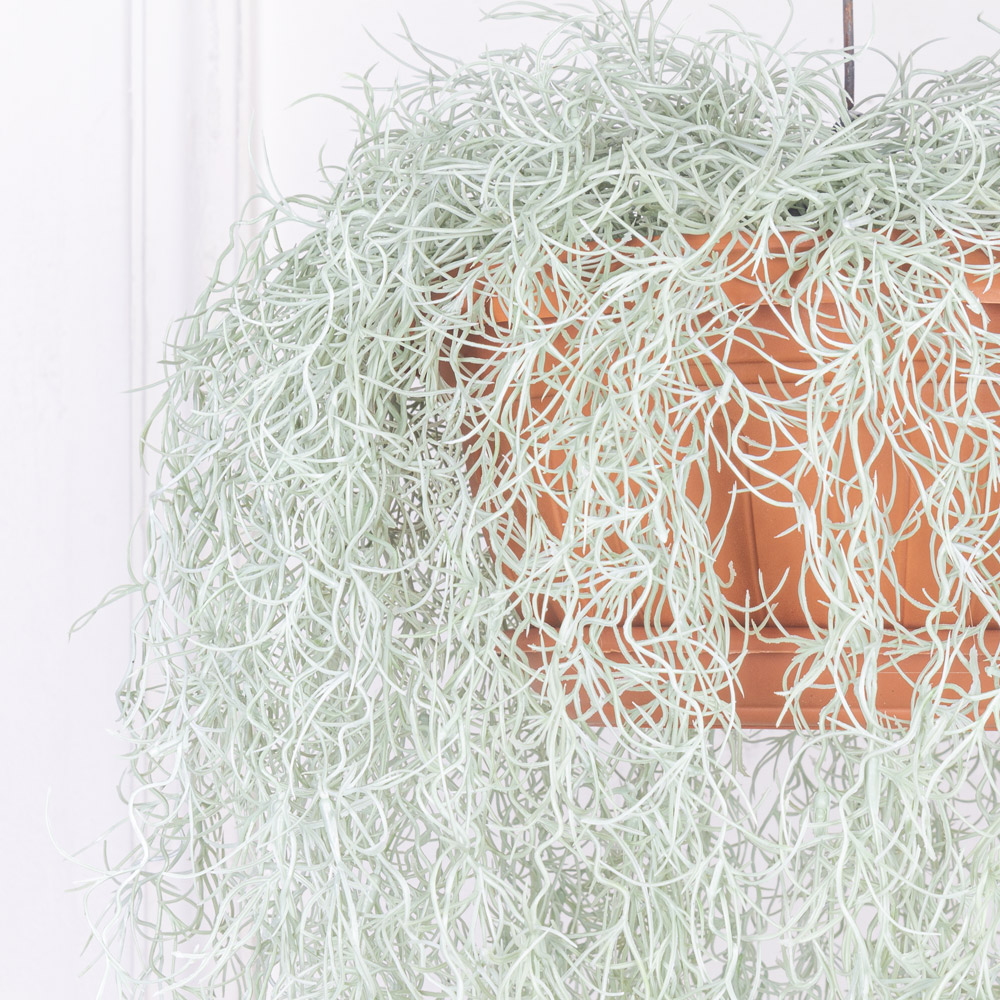 КЗ/17 Тилландсия ампельная в подвесном кашпо d26см (35xh135см)_5