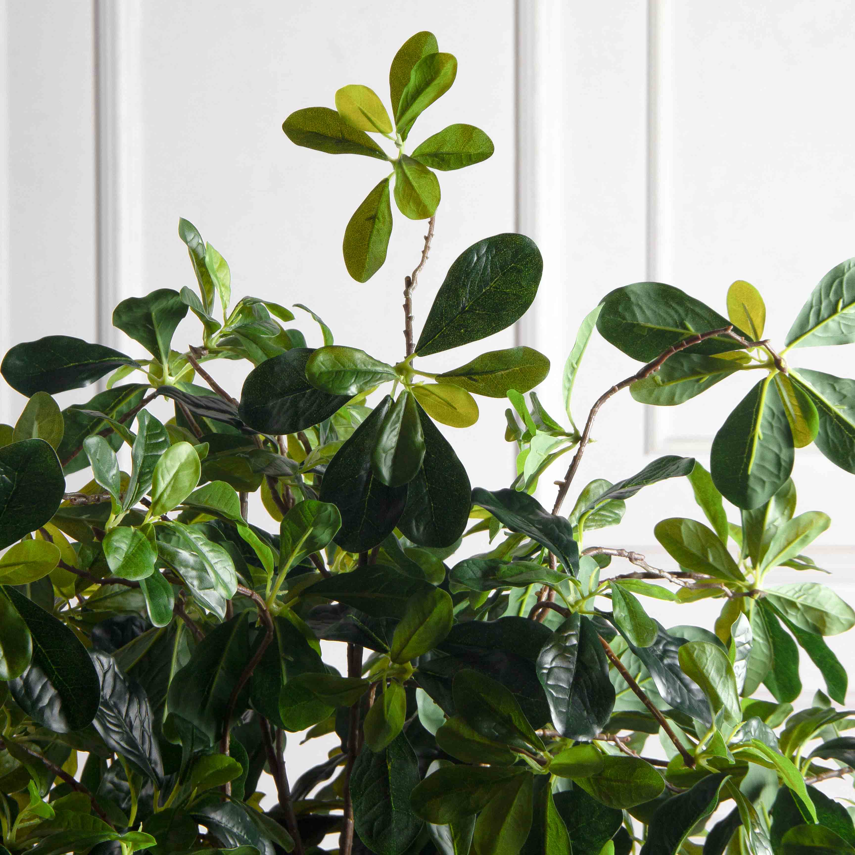 150/РН/84-2(з)(F) Шеффлера искусственная h150см_5