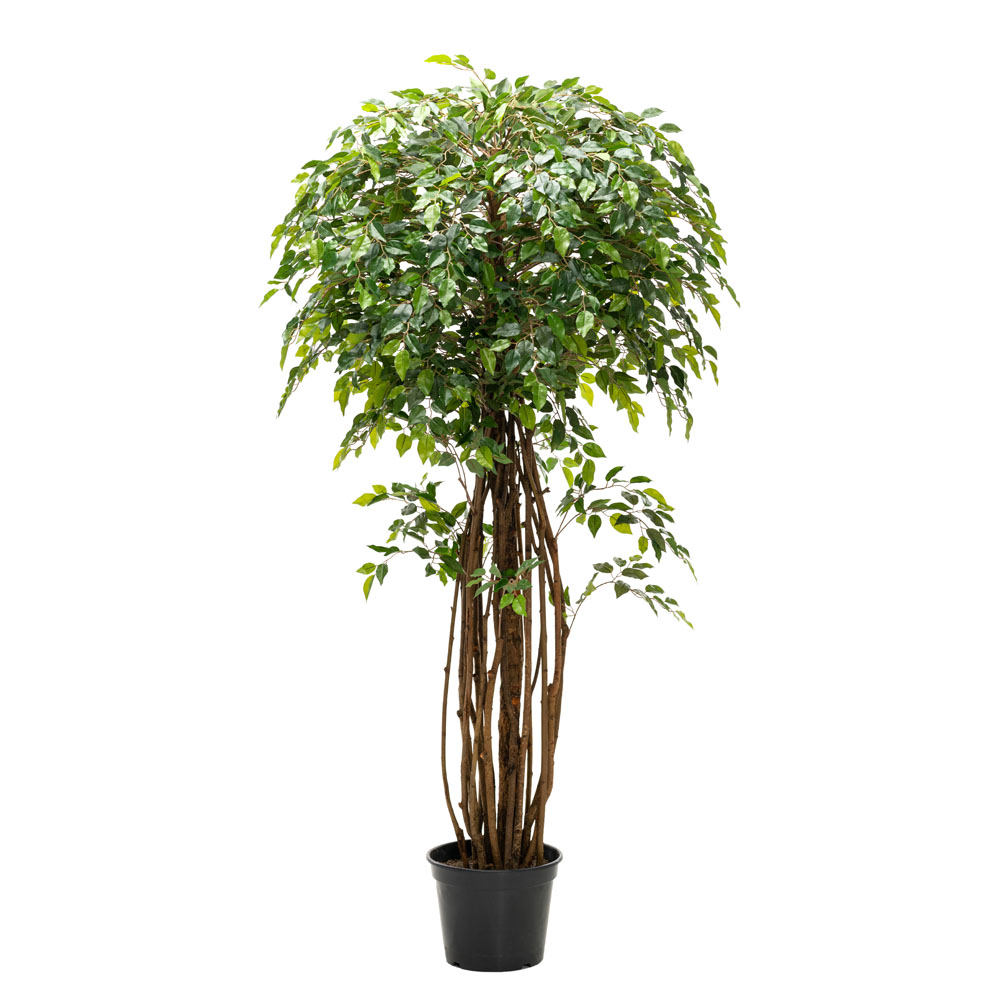 180/ССТК/35 Фикус h180см (латекс)