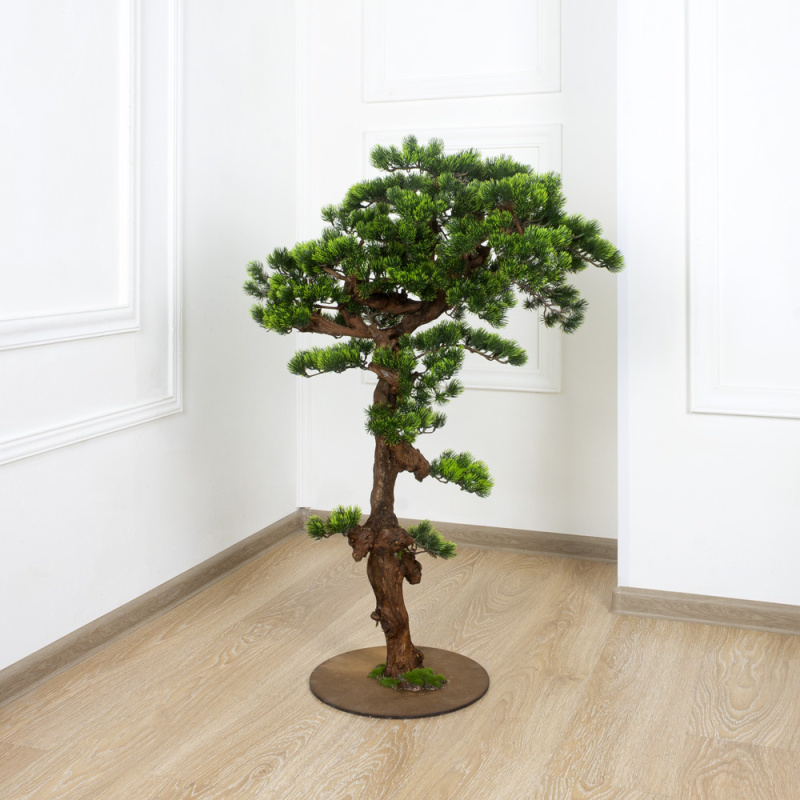БС100/ОС/30(з.) Бонсай Сосна h100см на основании_7