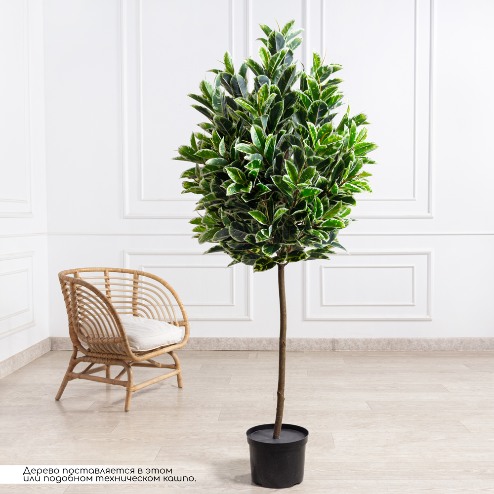 180/РН/419(з)(F) Фикус Эластика Тинеке искусственный h180см d90см, латекс_1