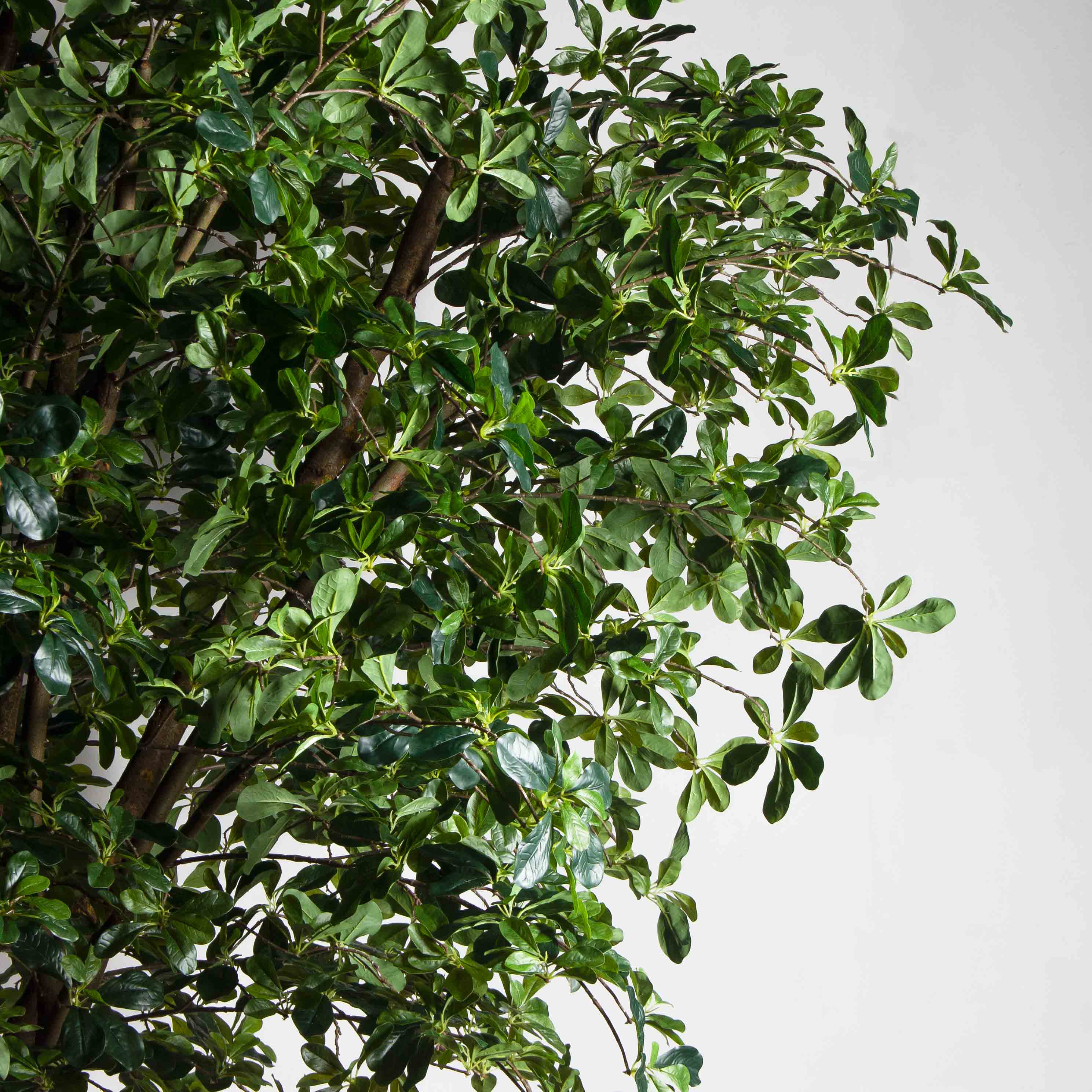 300/РН/84-2(з)(Пр)(F) Шеффлера искусственная h300см_8