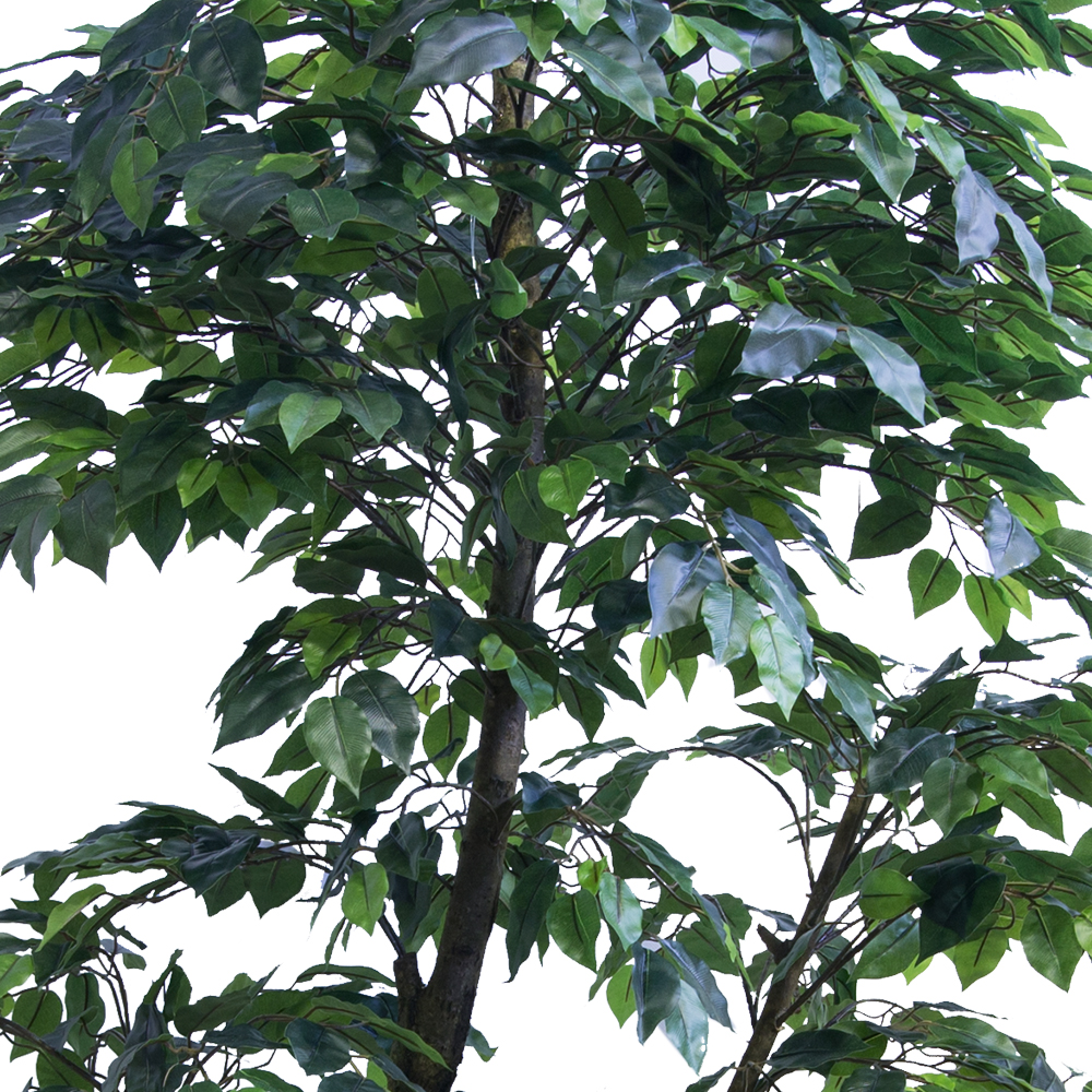 ККДД180/34(з.) Кокедама d40см Фикус зеленый h180см_2