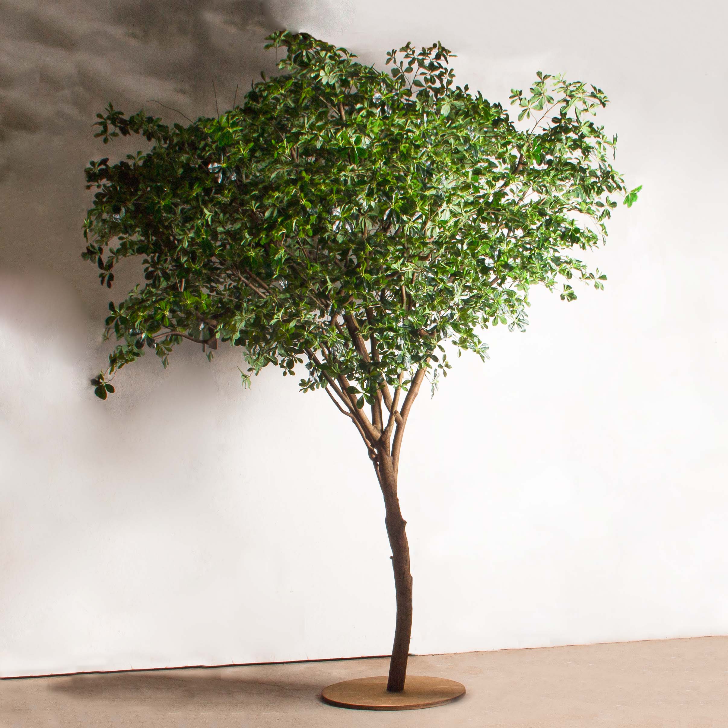 350/РН/84-2(з)(УУ)(Пр)(F) Шеффлера искусственная h350см_2