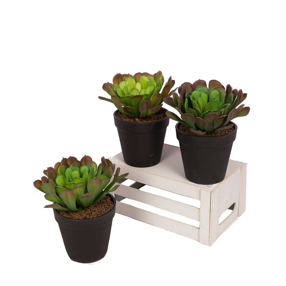 СКК02 Суккулент