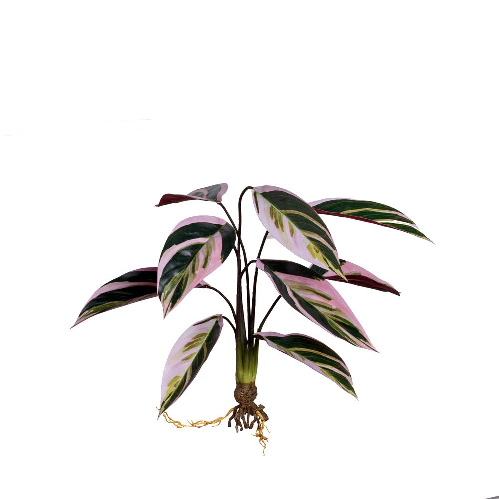 7143/0471-5 Маранта искусственный куст с корнями 9 листов h50см, зелено-розовый_7