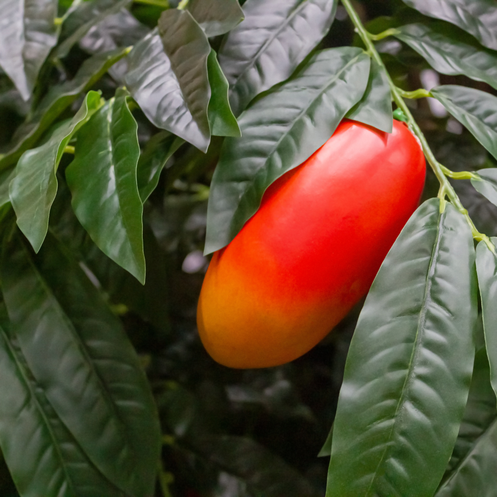 290/РН/220(з.) Дерево искусственное Манго с плодами h290см, d270см_1