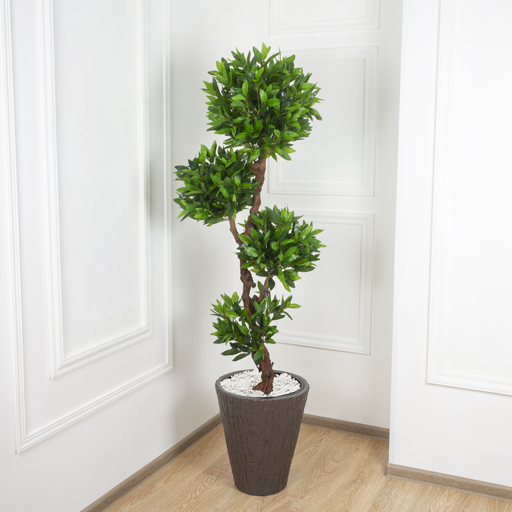 160/4К/ОС/190 Камфорный лавр h160см(латекс) _4