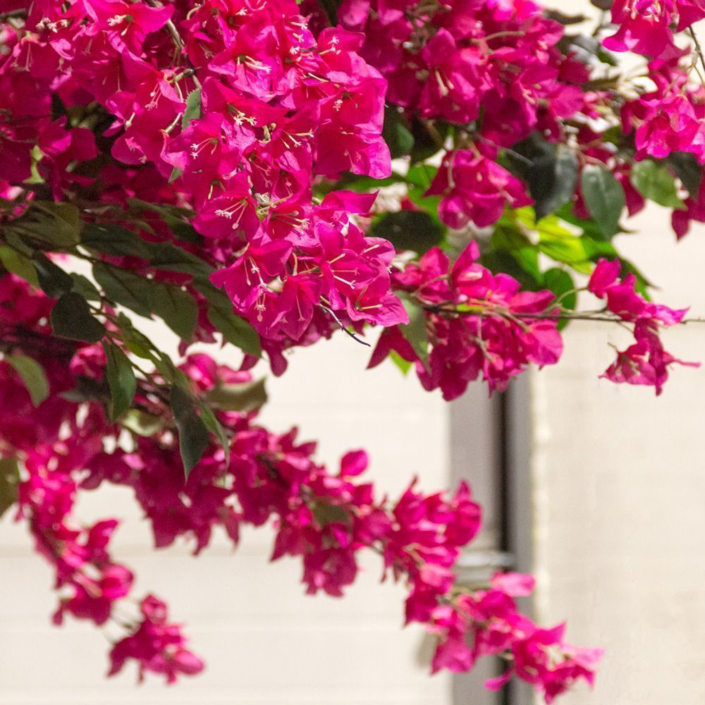 350/ОС/434(з)(УУ)(F) Бугенвилле́я искусственная h350см, d250см на основании 100х70см_5