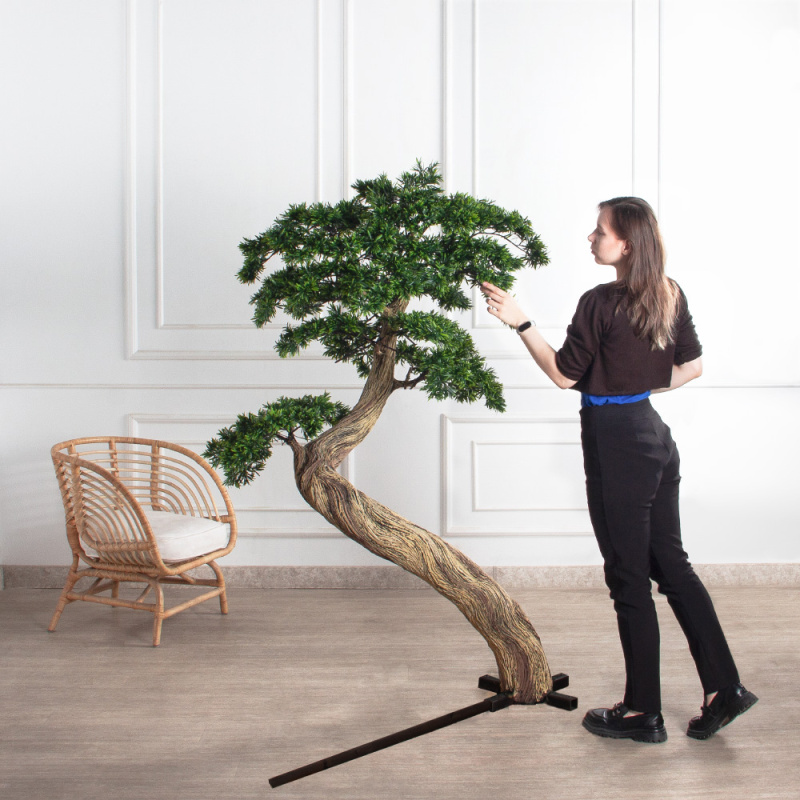 180МЕТ/АСС/241(з)(F) Подокарпус интерьерный h180 d110см_1